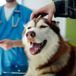 A happy husky dog having his head scratched at the veterinary office